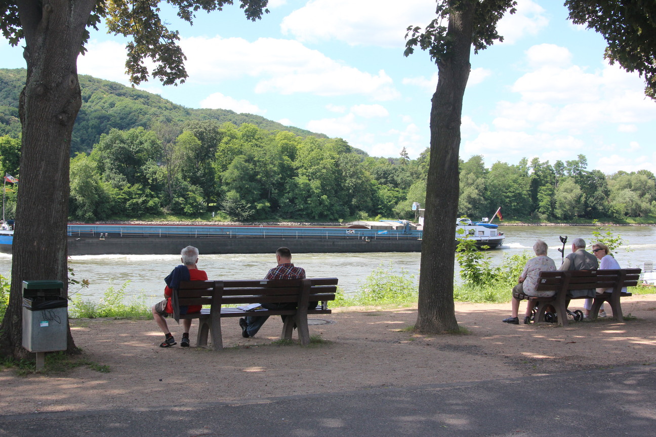 Rheininsel mit Blick auf den Rhein